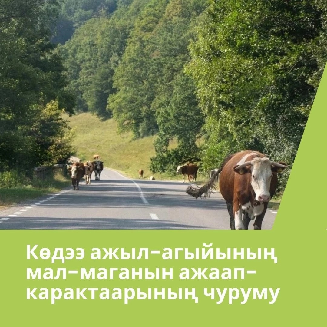 Кадат, хайгаарал чок мал-маган орук шимчээшкининге айыылды болгаш шаптараазынны тургузуп турар. Малды ажаап-карактаарының чуруму болгаш ону хажыдар болза административтиг харысаалга дугайында адаанда чуруктарда Кадат, хайгаарал чок мал-маган орук шимчээшкининге айыылды болгаш шаптараазынны тургузуп турар. Малды ажаап-карактаарының чуруму болгаш ону хажыдар болза административтиг харысаалга дугайында адаанда чуруктарда
