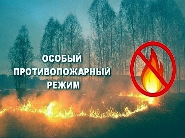 В Туве с 25 июня введён режим ЧС в лесах с полным запретом их посещения В Туве с 25 июня введён режим ЧС в лесах с полным запретом их посещения