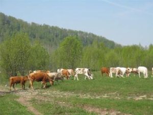 Росcельхознадзор напоминает о подаче уведомления о побочных продуктах животноводства