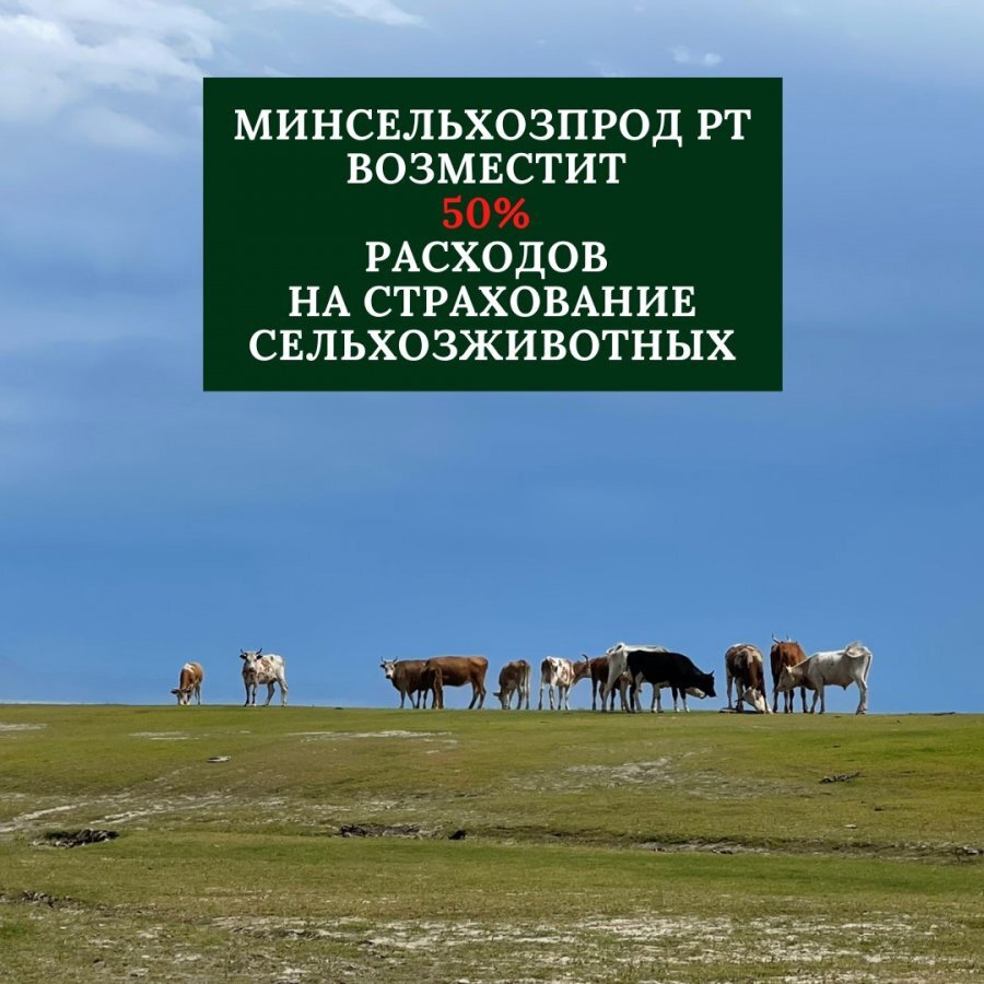 Минсельхозпрод Республики Тыва продолжает возмещать половину расходов на страхование сельхозживотных. Минсельхозпрод Республики Тыва продолжает возмещать половину расходов на страхование сельхозживотных.